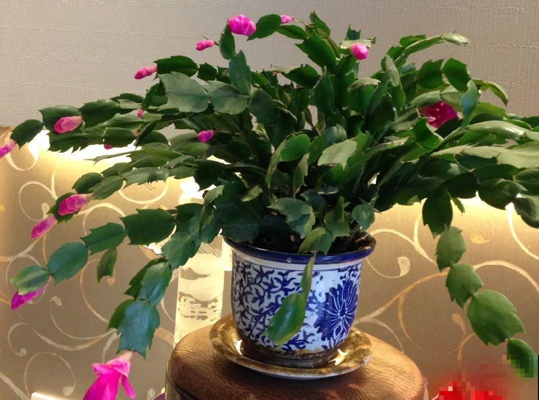 养花不一定要用大花盆，8种花要换小盆，挤着养才能长好