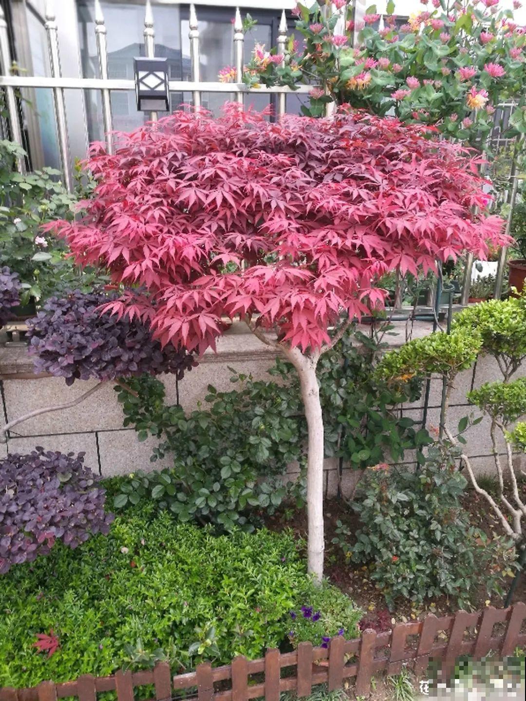 大家都爱养的花，其实只能秋天种，错过季节养不活！