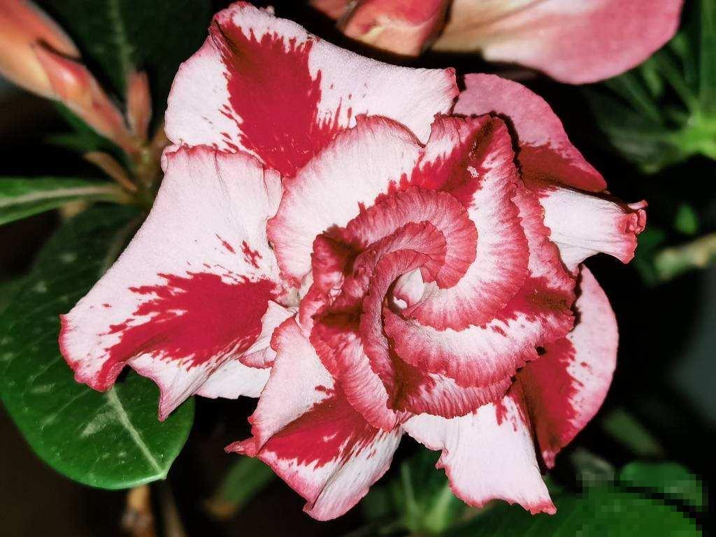 养花形成的8个习惯,听说超级准,你中了几条? 养花形成的8个习惯,听说超级准,你中了几条?