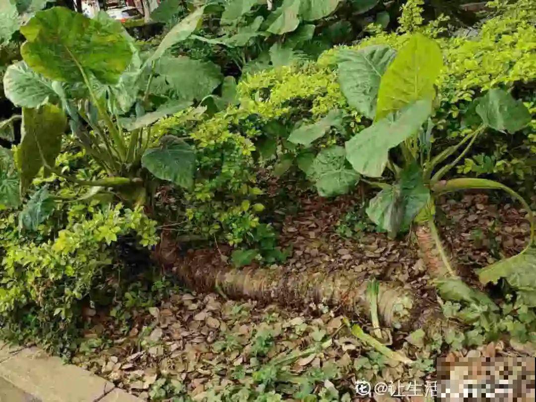 罂粟花不能随便种,私自种植,就得薅光 罂粟花不能随便种,私自种植,就得薅光