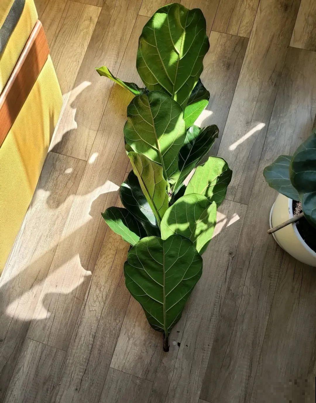 幸福树长太高，拦腰砍1刀，效果竟然这么好！