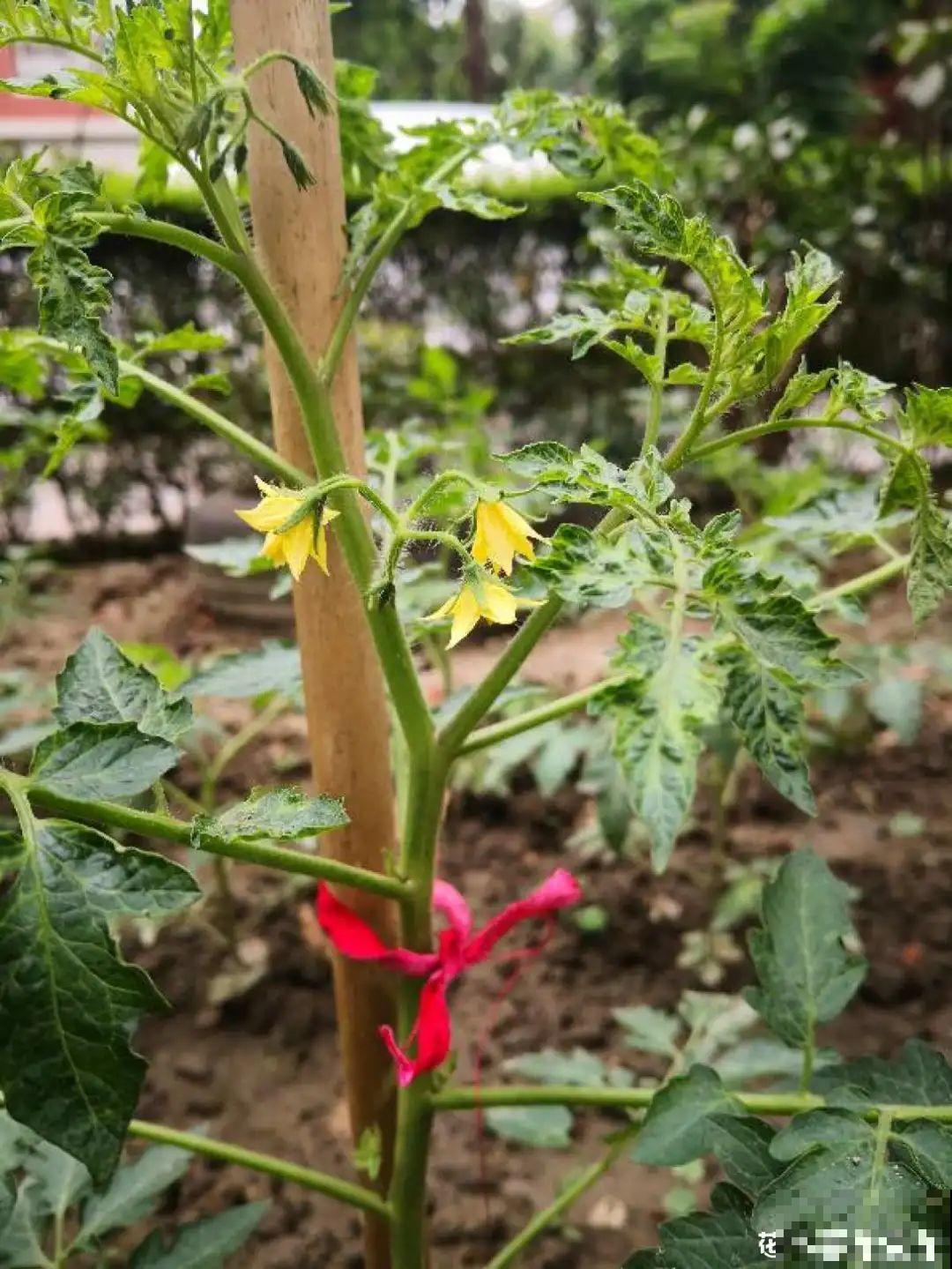 秋天养这4种菜，长得快、结果多，一茬茬吃不完！