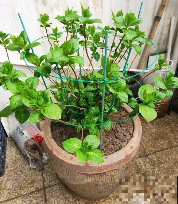 捡了3个大水缸，种上这几种花，放门口太霸气了！