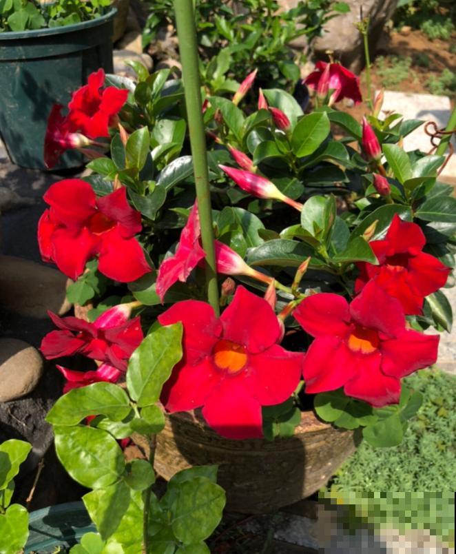 吐槽：那些不喜欢养花的人，总是这么说！