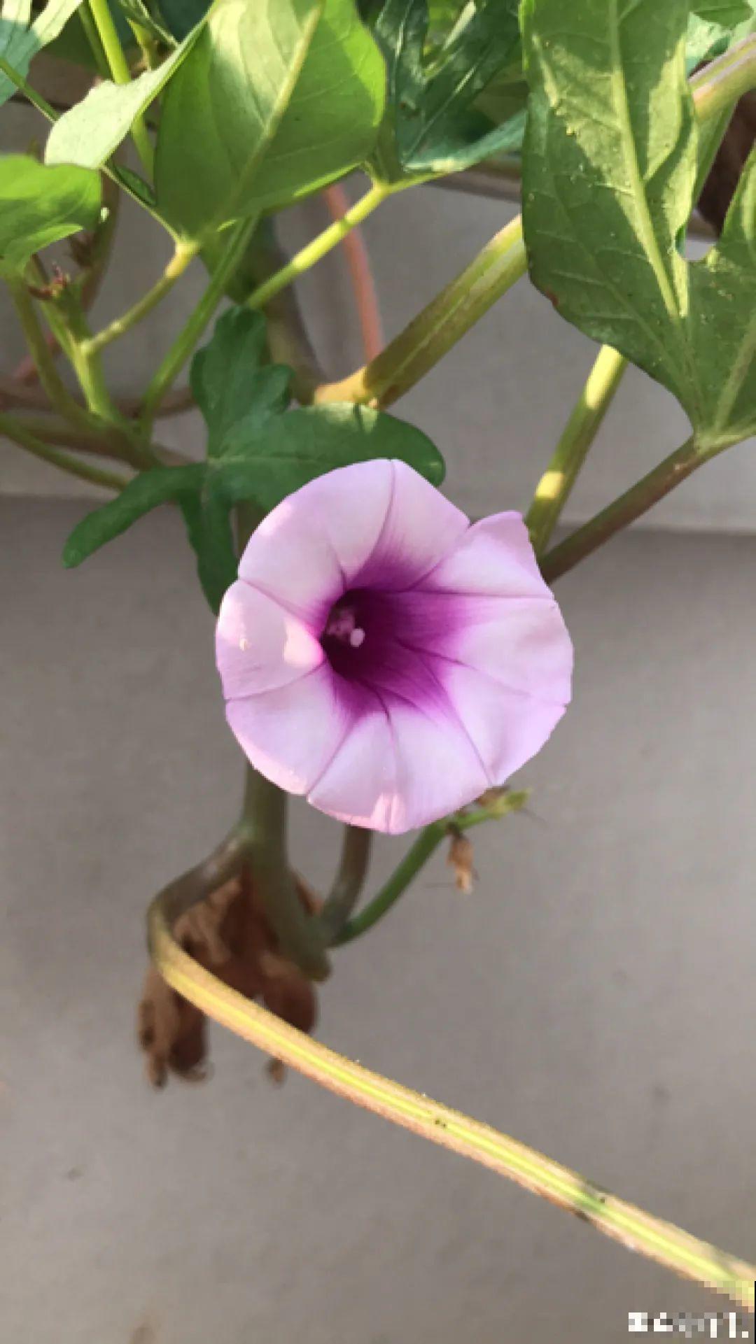 农村养出的“宝藏”花,精致可爱,一点也不土气! 农村养出的“宝藏”花,精致可爱,一点也不土气!