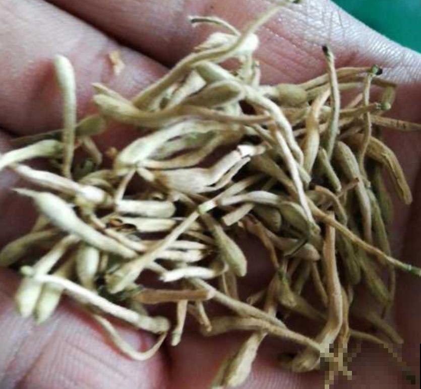 喝过的茶叶不要扔,放到花盆里,花越开越欢实! 喝过的茶叶不要扔,放到花盆里,花越开越欢实!