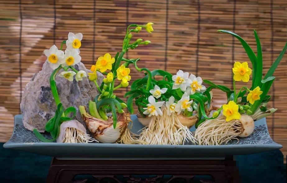 最适合各个地方养的花，快看你的家乡，适合养哪些花！