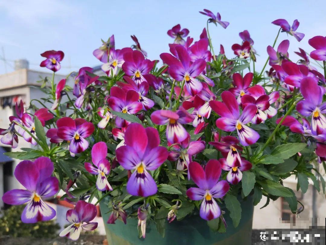 9月后就养这些花,比绿萝好养,疯狂开花到明年! 9月后就养这些花,比绿萝好养,疯狂开花到明年!