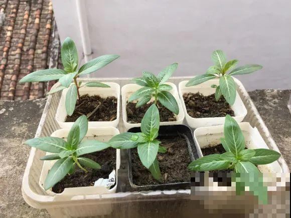 餐巾纸养花,成功率100%,简单又实用! 餐巾纸养花,成功率100%,简单又实用!