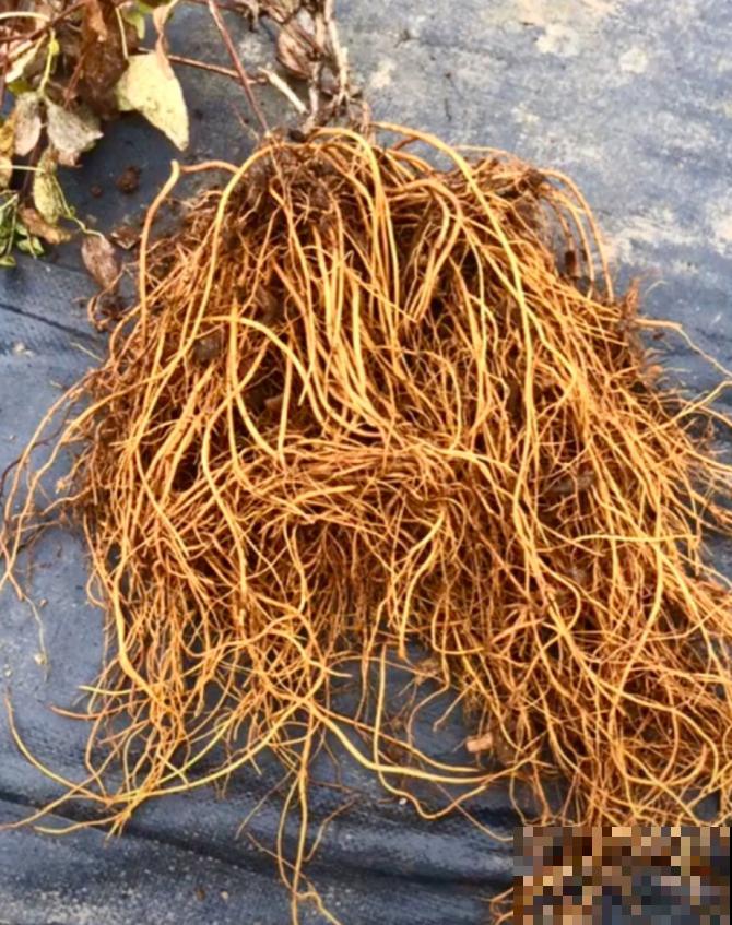 铁线莲容易买到假货，注意看价格，越便宜越有猫腻！