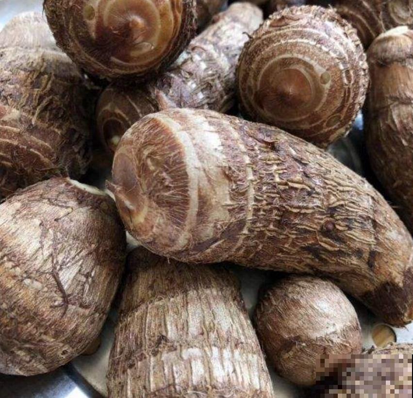 滴水观音不敢养？别怕，芋头扔土里种起来，比滴水观音还美！