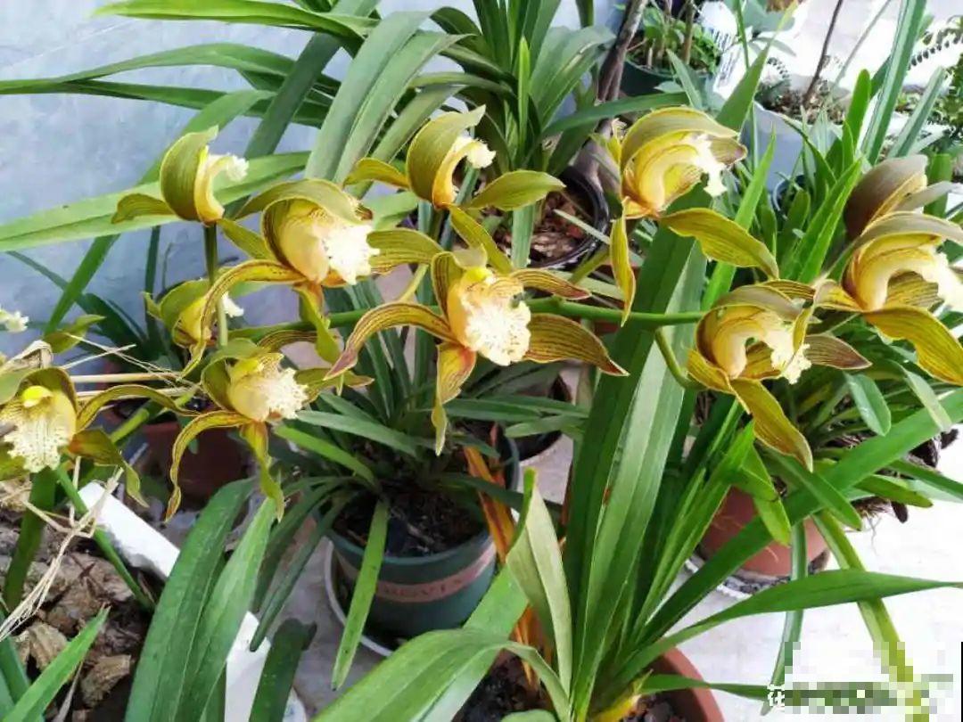 7种花,全是骗人的,白花冤枉钱! 7种花,全是骗人的,白花冤枉钱!