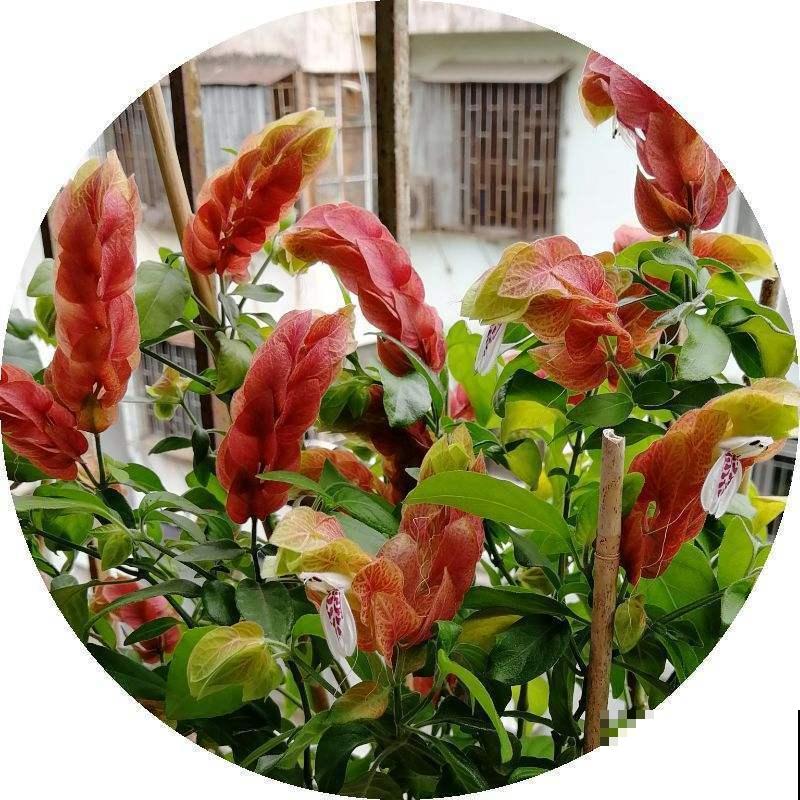 虾衣花不用买，在家就能繁殖，方法多样，总有一种适合你！