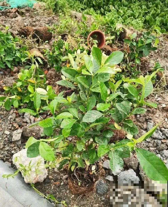 路边也能捡到“宝”,回家养一养,开成宝贝花! 路边也能捡到“宝”,回家养一养,开成宝贝花!