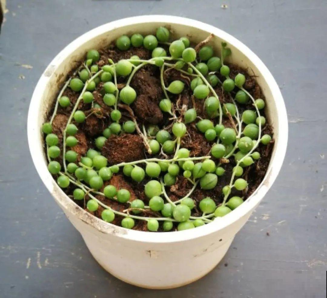 龟背竹长出长鞭子，连着茎一块砍下来，种土里就能活