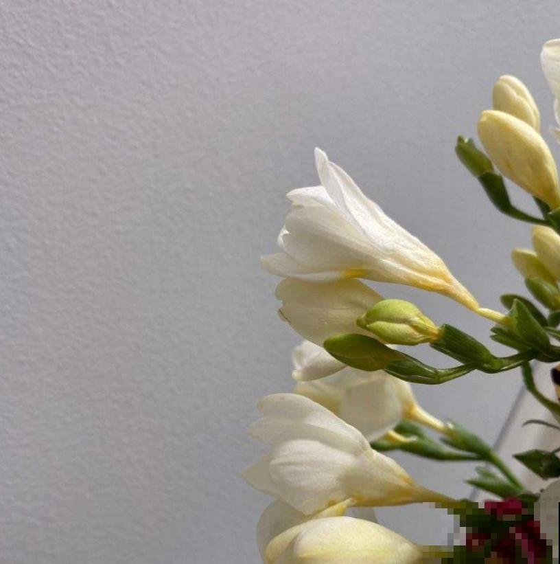 那些被你扔掉的香雪兰种球,栽土里还能活,不看亏大了! 那些被你扔掉的香雪兰种球,栽土里还能活,不看亏大了!