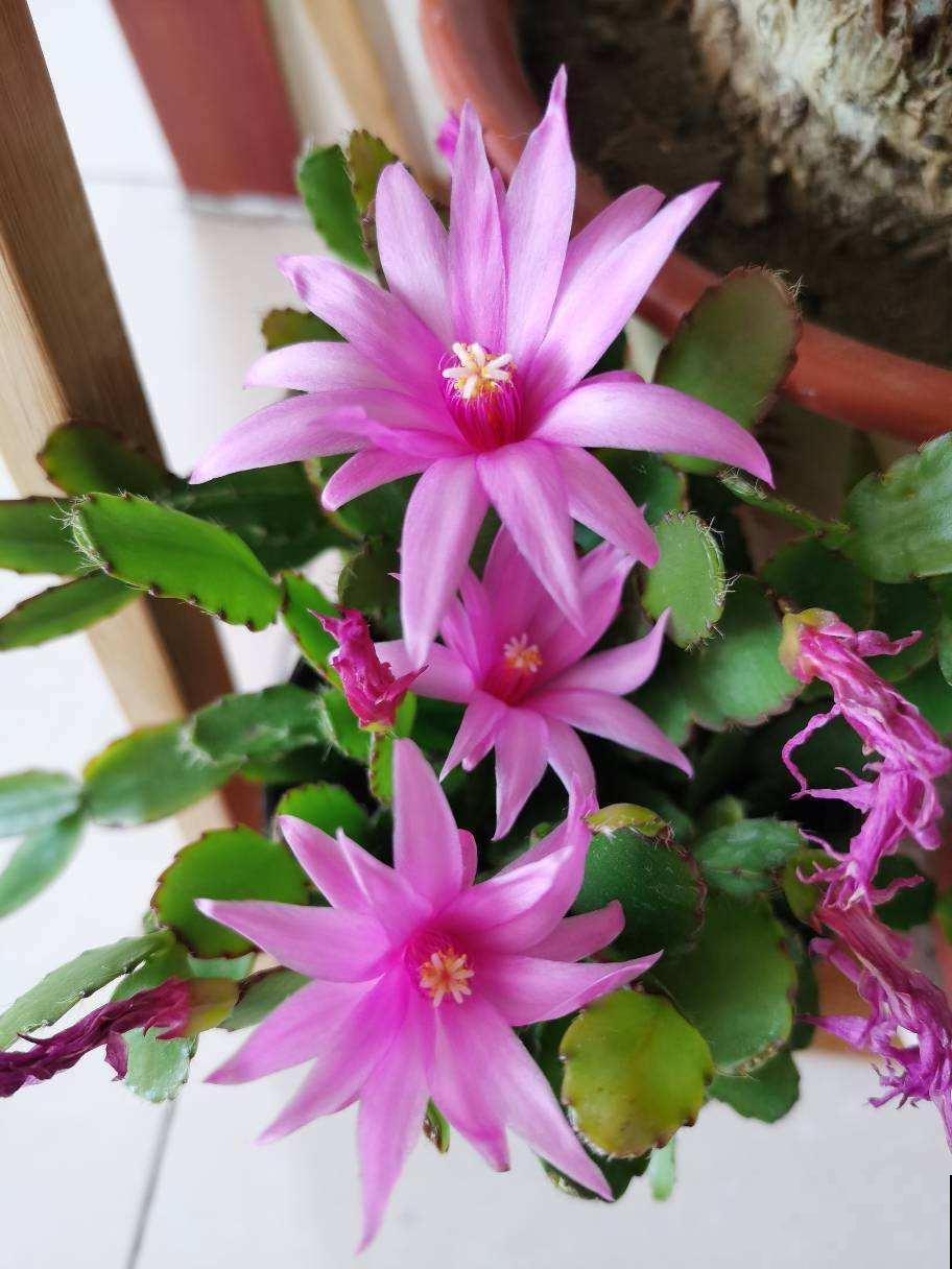 蟹爪兰秋天睡醒了，趁便宜赶紧入手，冬天就能爆满盆