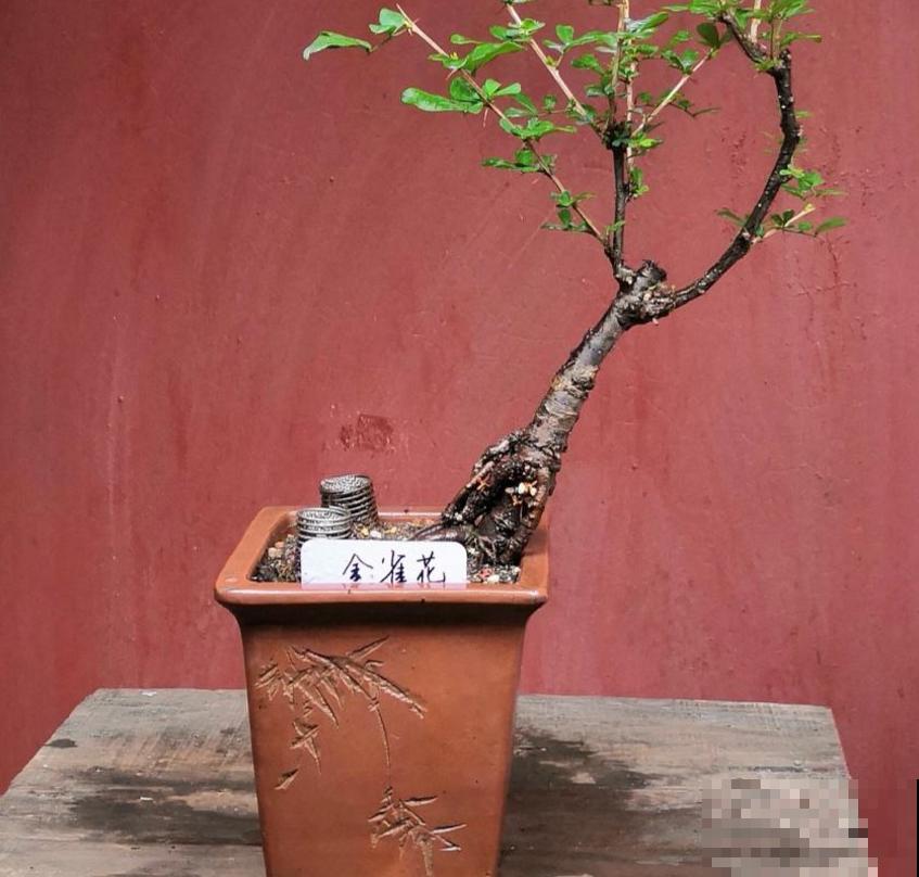 金雀花特抗造，咋养都能活，养它太省心！