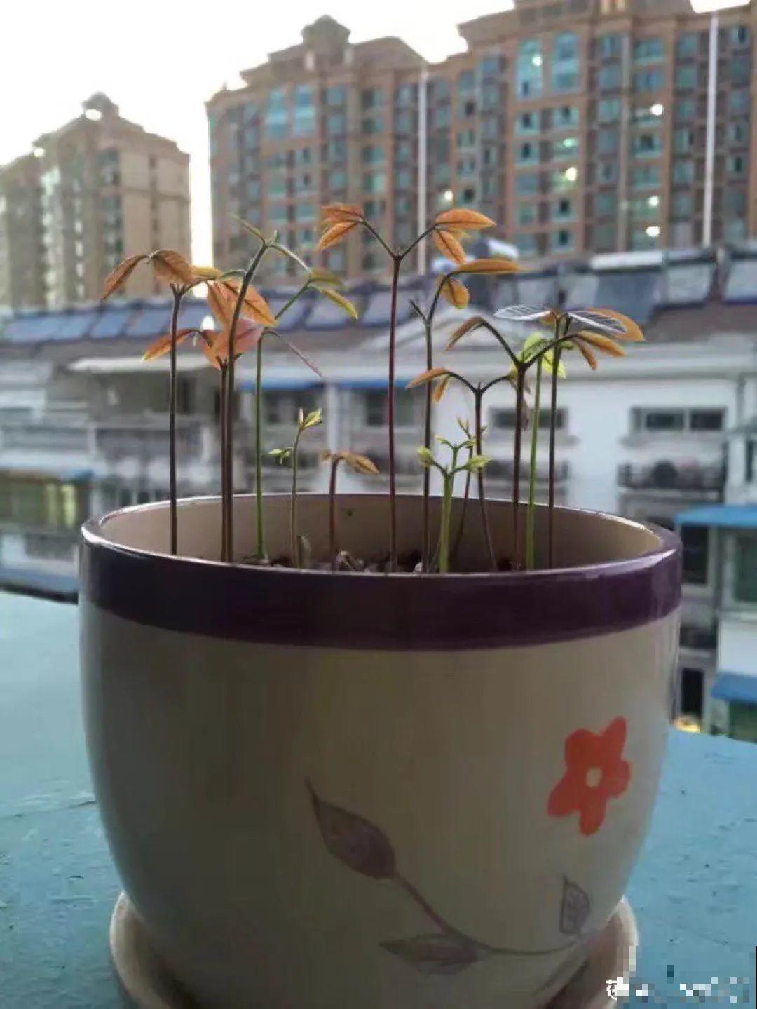 西红柿、玉米……埋土里，7天长成小森林，结出果子一大筐！