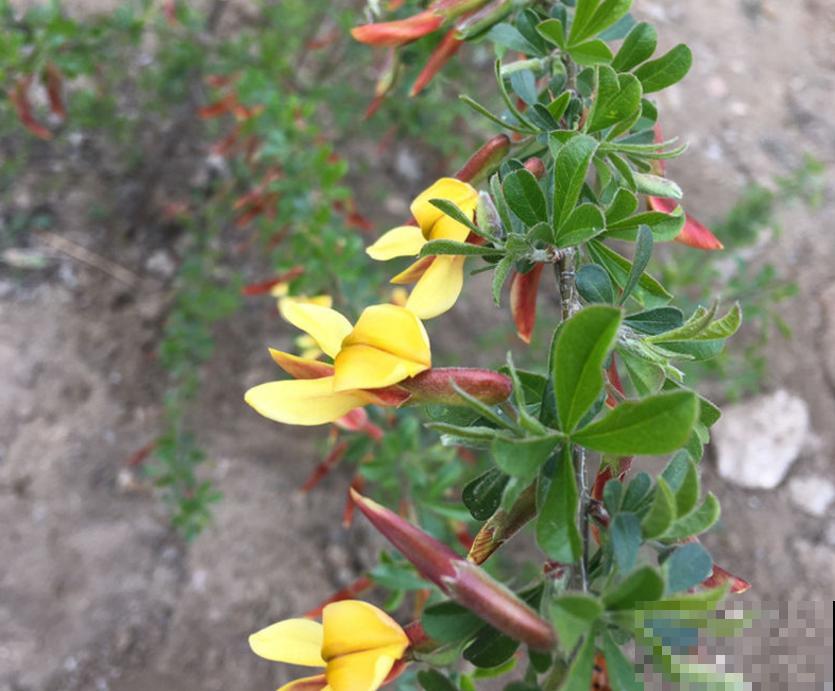 金雀花特抗造，咋养都能活，养它太省心！