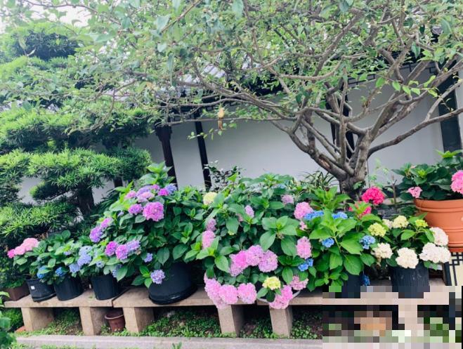 生活在于折腾,养花就是无休止的折腾,并且乐此不疲! 生活在于折腾,养花就是无休止的折腾,并且乐此不疲!