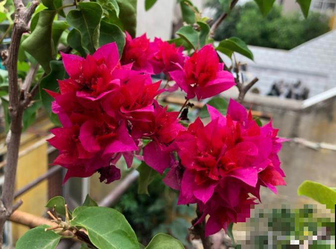 马上处暑了,这5种花最怕闷,别再浇水了! 马上处暑了,这5种花最怕闷,别再浇水了!