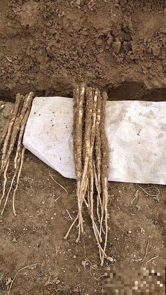 给花吃点榴莲壳，叶子长得飞快，10年不烂根