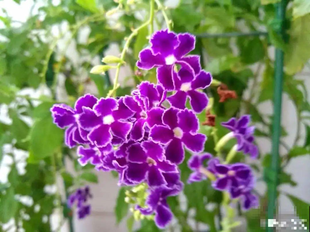 9月生日花，又美又香，寓意极好！