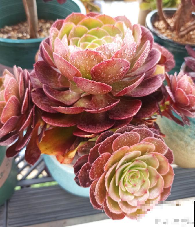 又到了法师最美的季节,个头大、颜色艳,比盆景都好看! 又到了法师最美的季节,个头大、颜色艳,比盆景都好看!