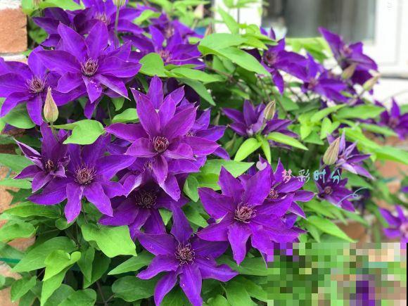 养花不要贪多，只选一个最好的品种，随便养养就爆盆！