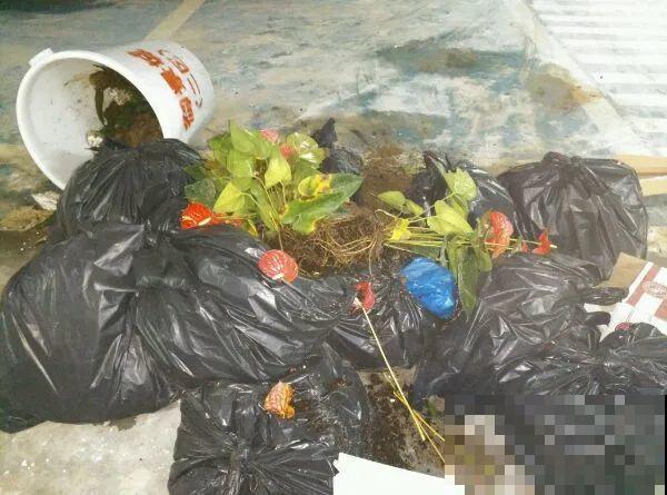 花堆成山,捡到手软,大麻袋都装不下了! 花堆成山,捡到手软,大麻袋都装不下了!