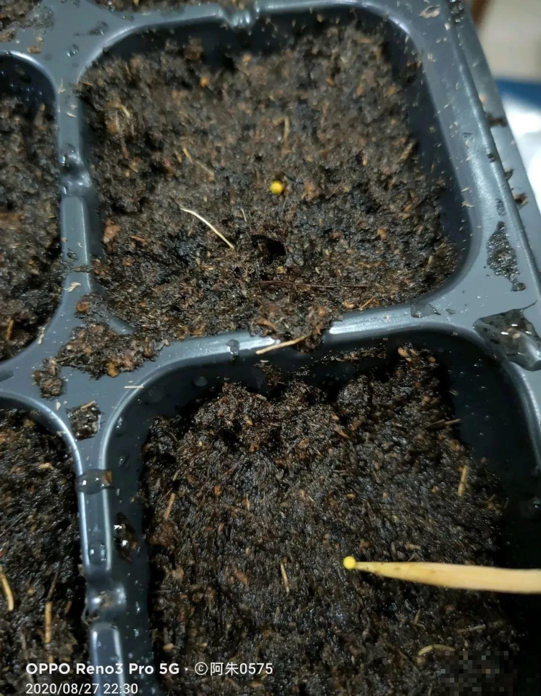 5种花，只能秋天播种，苗壮开花多！