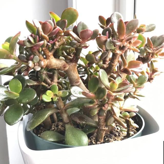 寿命最长的花，10岁养到100岁，够你养一辈子！