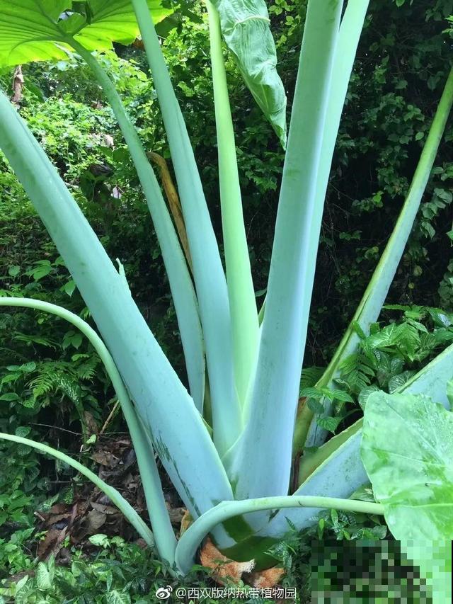 比人还大的植物叶,感受一下来自大自然的神奇! 比人还大的植物叶,感受一下来自大自然的神奇!