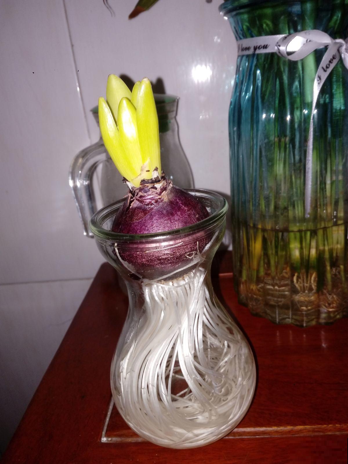 水里丢两块木炭，水培花不烂根，还能净化水质