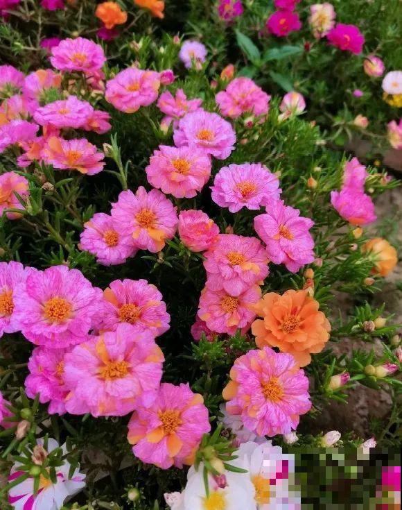 种花赚钱？要是有块地，真的发财了！