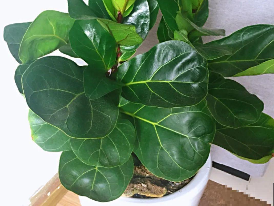 24种植物“净化器”,每个房间养一盆,太值了! 24种植物“净化器”,每个房间养一盆,太值了!