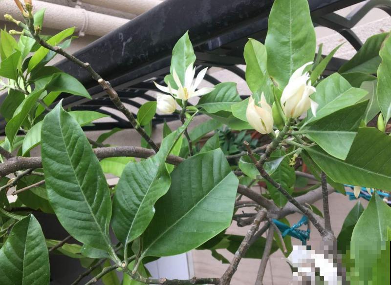 最适合各个地方养的花，快看你的家乡，适合养哪些花！