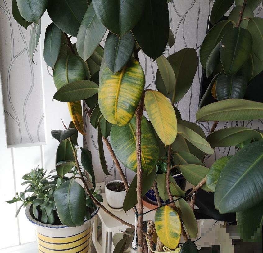 橡皮树秋天容易死，做好这3点，叶片翠绿！