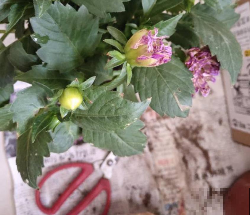 现在给大丽花剪一剪，到秋天，花朵开得比碗大！