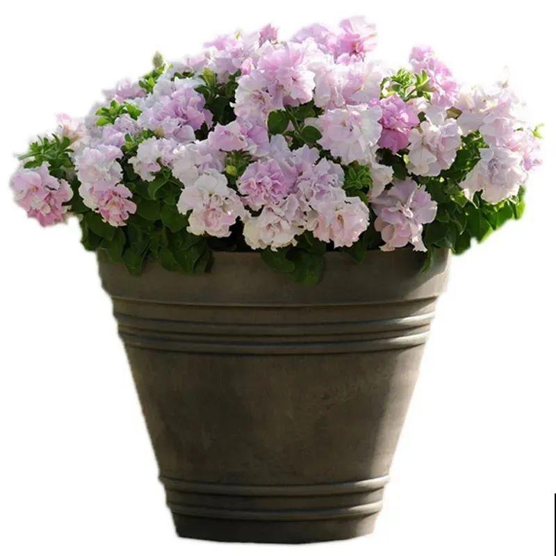 立秋后就养它，下个月爆盆，开花5、6次！