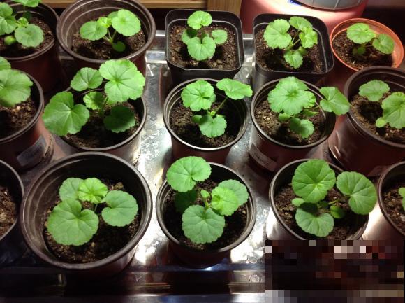 9月是最佳播种期,天竺葵从播种到开花,详细经验来啦! 9月是最佳播种期,天竺葵从播种到开花,详细经验来啦!