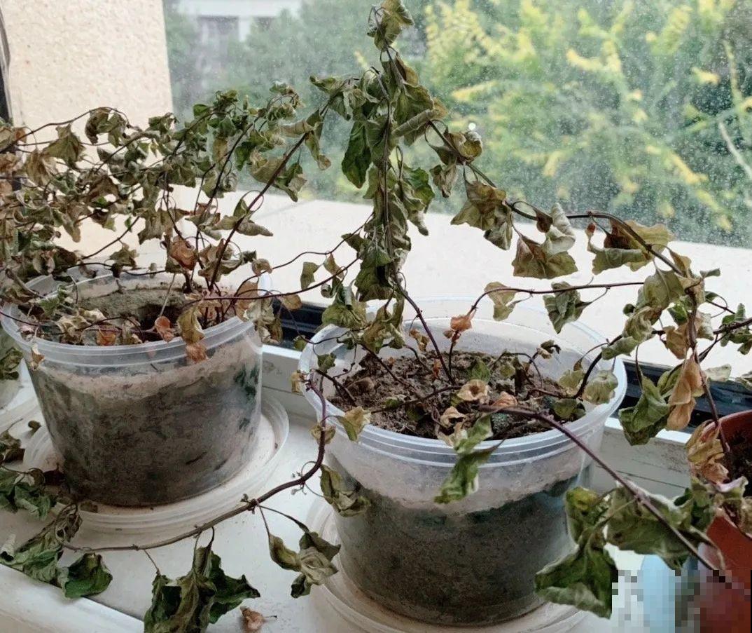 出门前，DIY个浇水神器，花就不会渴死了！