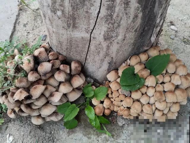 20种毒蘑菇，遇到千万别碰，贪吃必送医院！