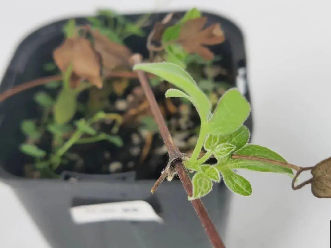 秋天养铁线莲，沾土就活，零下20度冻不死！