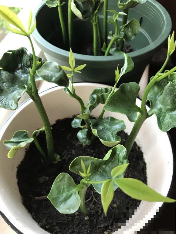 种花赚钱？要是有块地，真的发财了！