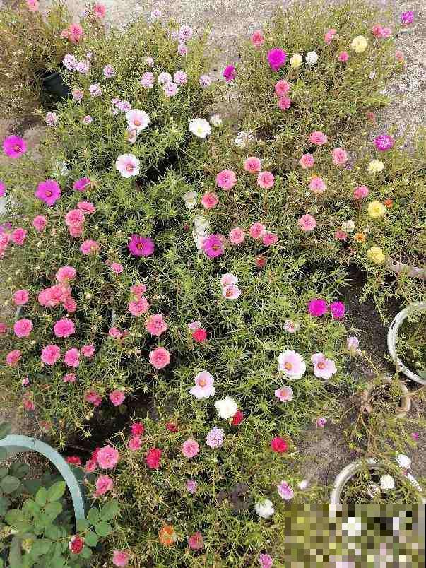 在家养花，选对品种投资十几块，一年能赚不少