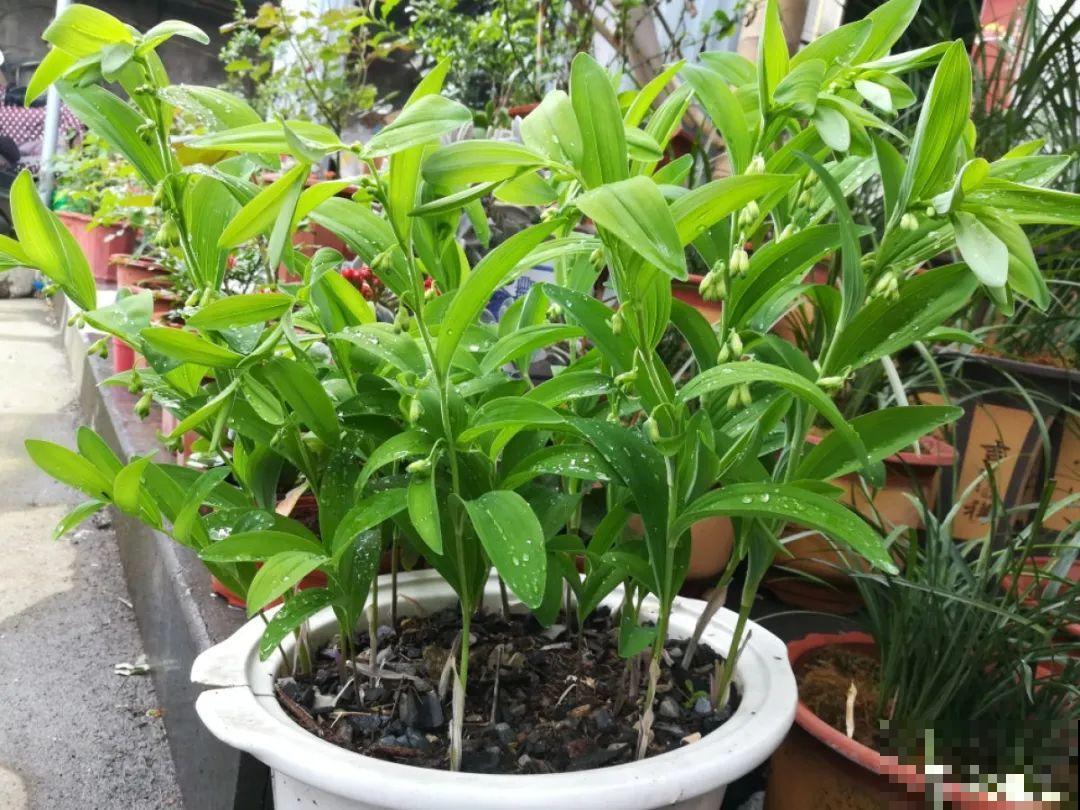 这种花很稀罕,以前喂猪没人要,现在抢破头! 这种花很稀罕,以前喂猪没人要,现在抢破头!