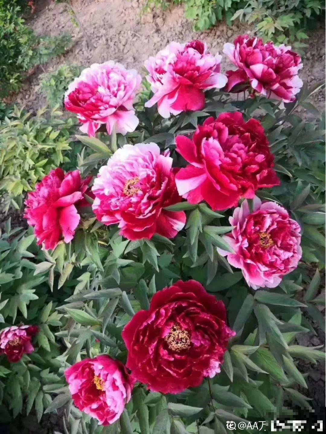 秋天开始降温了,9种花放外面冻一冻,开出饱满大花球 秋天开始降温了,9种花放外面冻一冻,开出饱满大花球