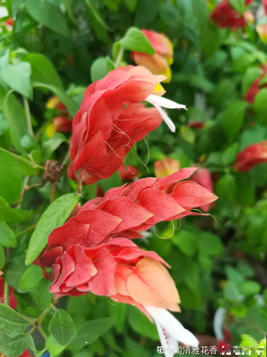 十一赏花图谱，看了啥花都认识，不用问别人！